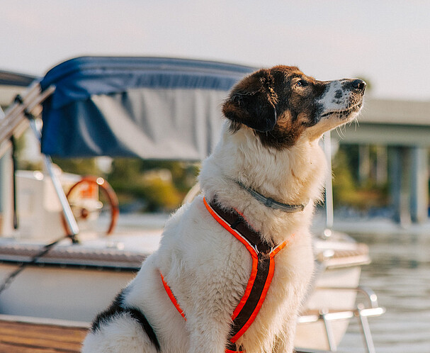 Profile of a white and brown dog standing at pier and looking up