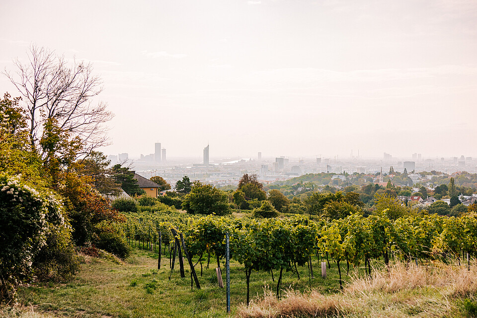 View of the city of Vienna from above, with the Nussberg vineyards at the front.